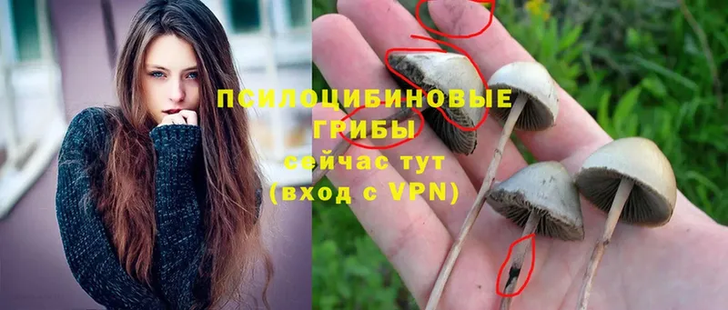 Псилоцибиновые грибы MAGIC MUSHROOMS  закладка  Россошь 